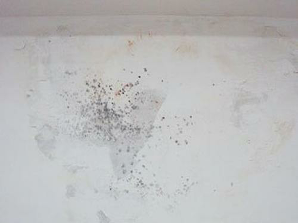 防黴塗料價(jia) 格大概是多少 防黴塗料價(jia) 格大概是多少